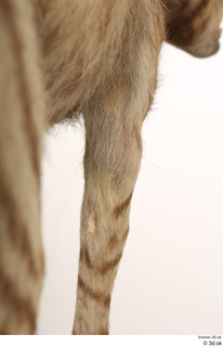 Striped Hyena Hyaena hyaena leg 0074.jpg